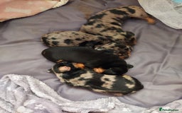 Miniature Dachshund dogs for sale: Miniature Dachshund - Image 2