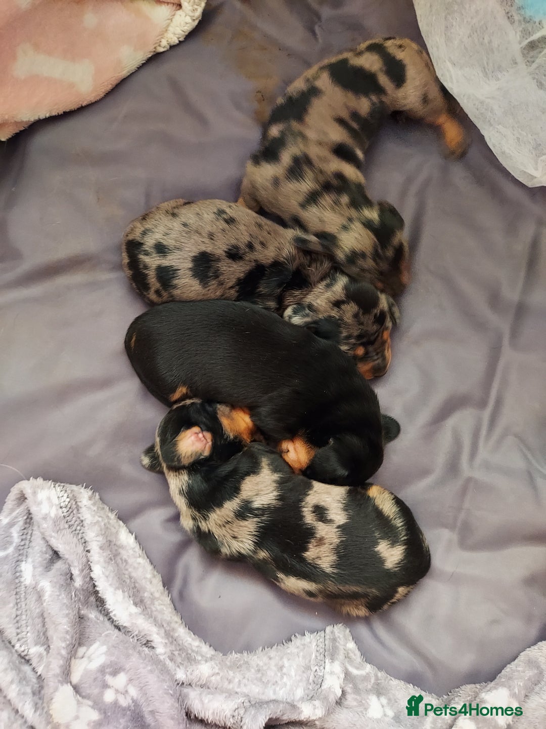 Miniature Dachshund dogs for sale: Miniature Dachshund - Image 2