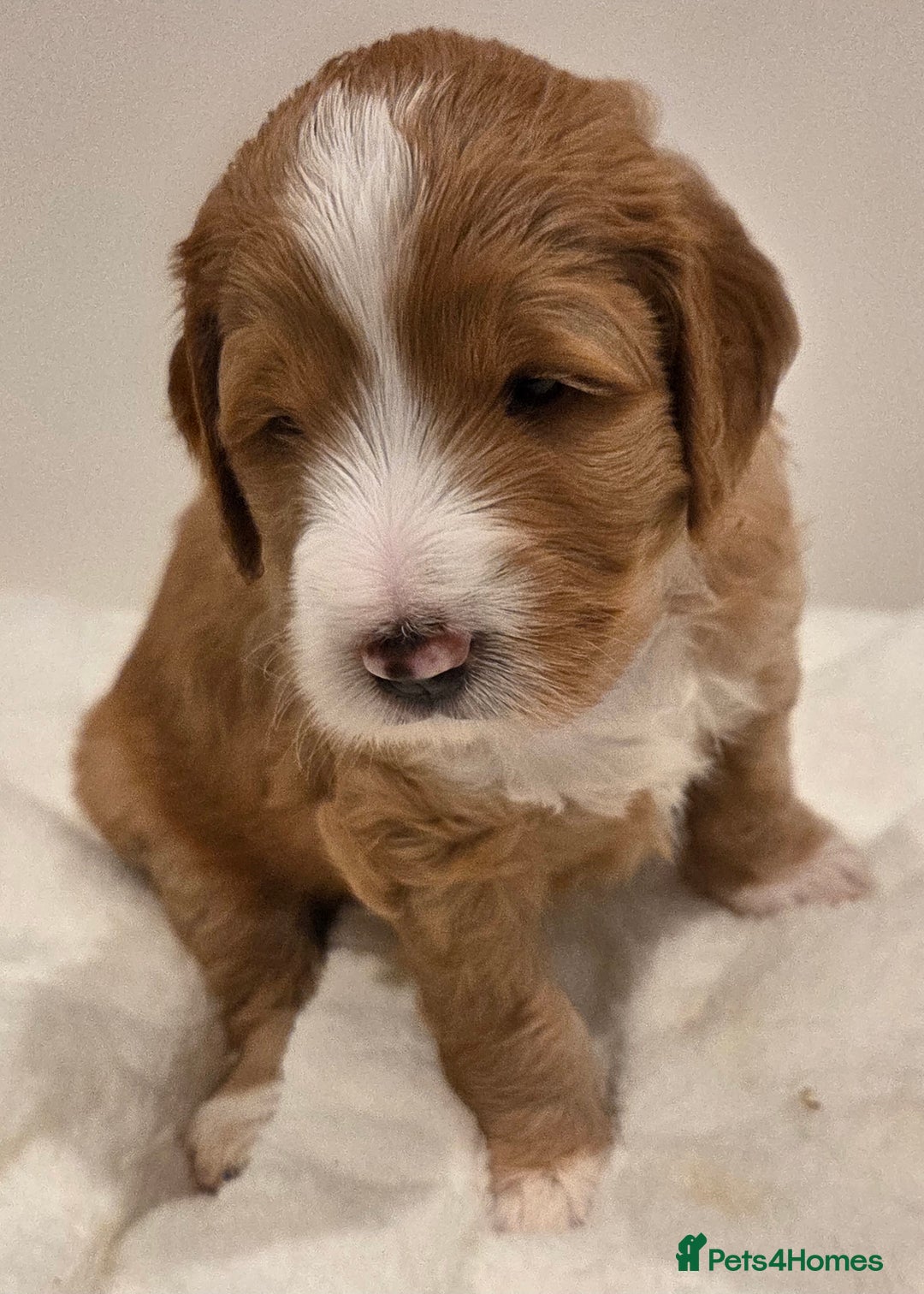 Australian Labradoodle dogs for sale: Australian Labradoodle Puppies  - Image 6