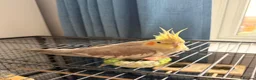 Cockatiels birds for sale: 2x stunning cockatiels - Advert 3