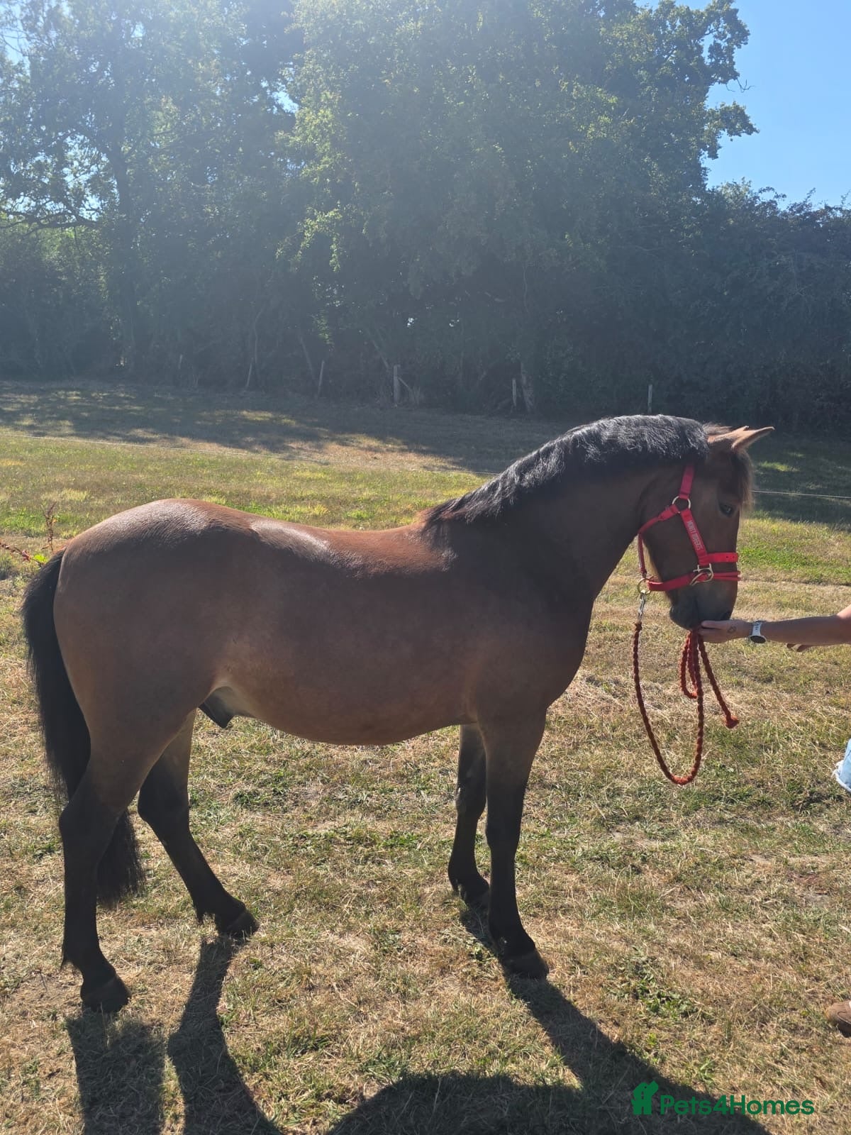 New Forest horses Rising 4 new forest gelding - Advert 1