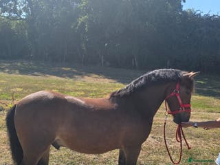 New Forest horses Rising 4 new forest gelding - Advert 1