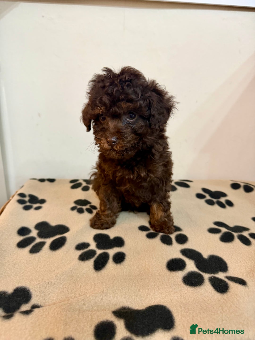 Toy Poodle dogs for sale: Stunning Toy Poodle Puppies For Sale - Advert 11