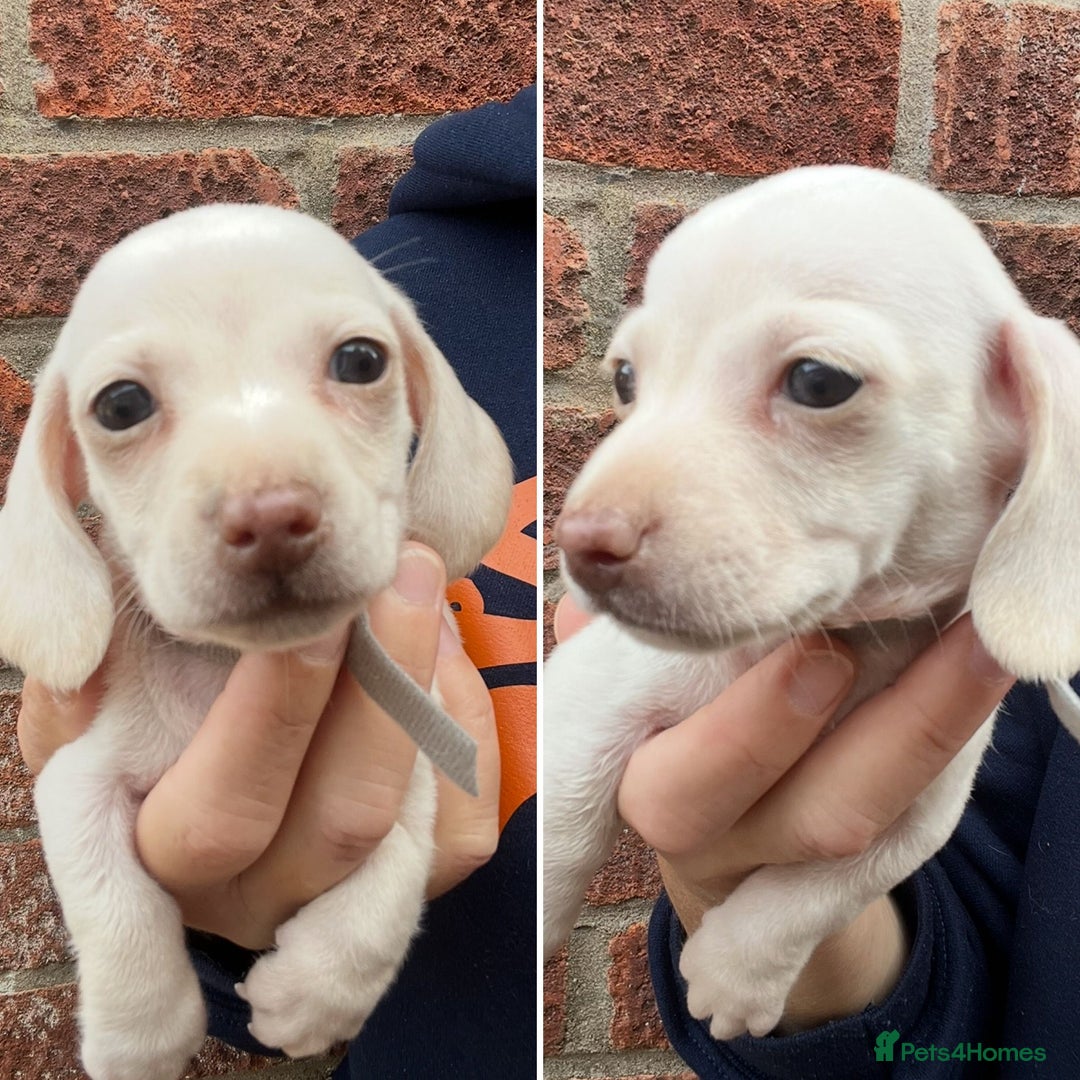 Miniature Dachshund dogs for sale: Quality Miniature Dachshund - Smooth Creams - Image 4