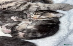 Mixed Breed cats for sale: Gorgeous kittens for sale  - Image 1