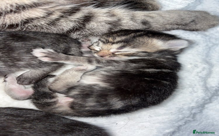Mixed Breed cats - Advert 15