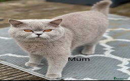 British Shorthair cats for sale: Beautiful Lilac British short haired kittens  in Glasgow - Image 34