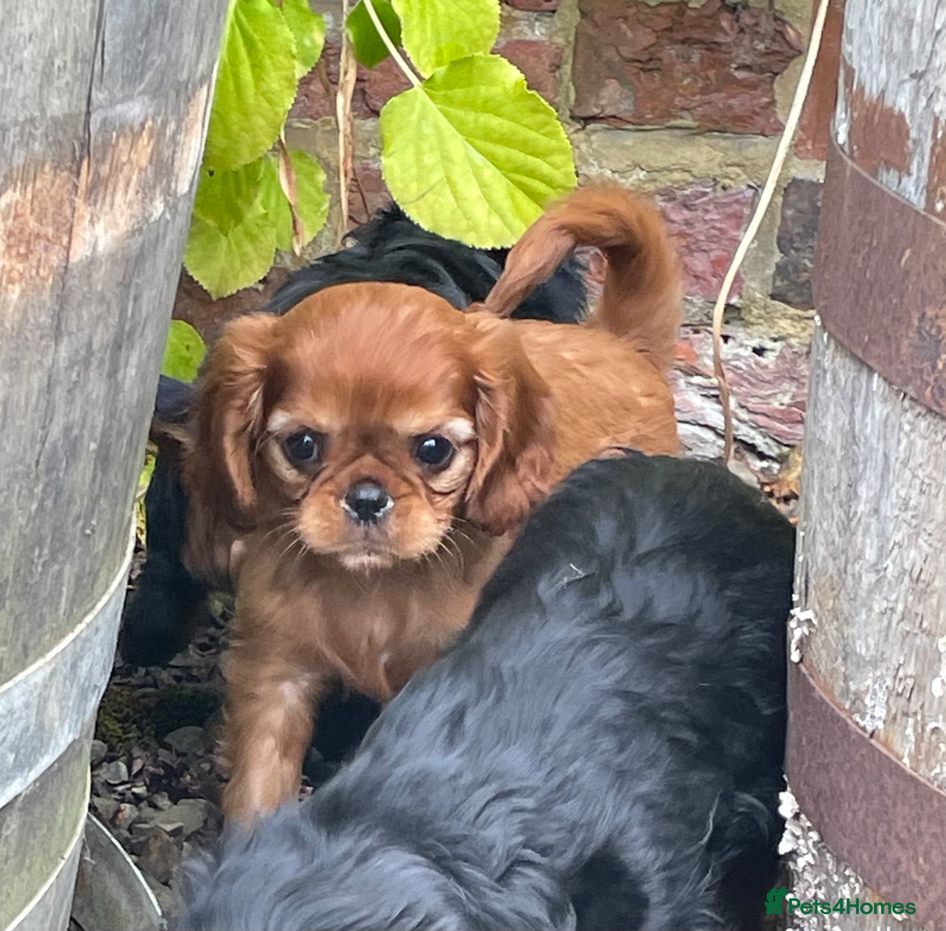 Cavalier King Charles Spaniel dogs Cavalier King Charles puppies - Advert 1