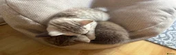 British Shorthair cats for sale: British shorthair kittens  - Advert 7