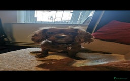 Cavalier King Charles Spaniel dogs for sale: 15 Month Old Ruby Cavalier King Charles Spaniel - Image 3