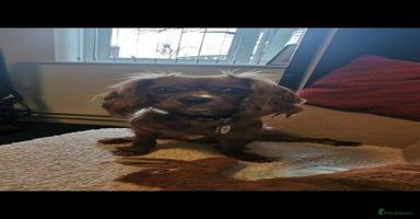 Cavalier King Charles Spaniel dogs - Advert 2
