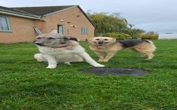 Mixed Breed dogs for adoption: Perfect PICKLE - Advert 24