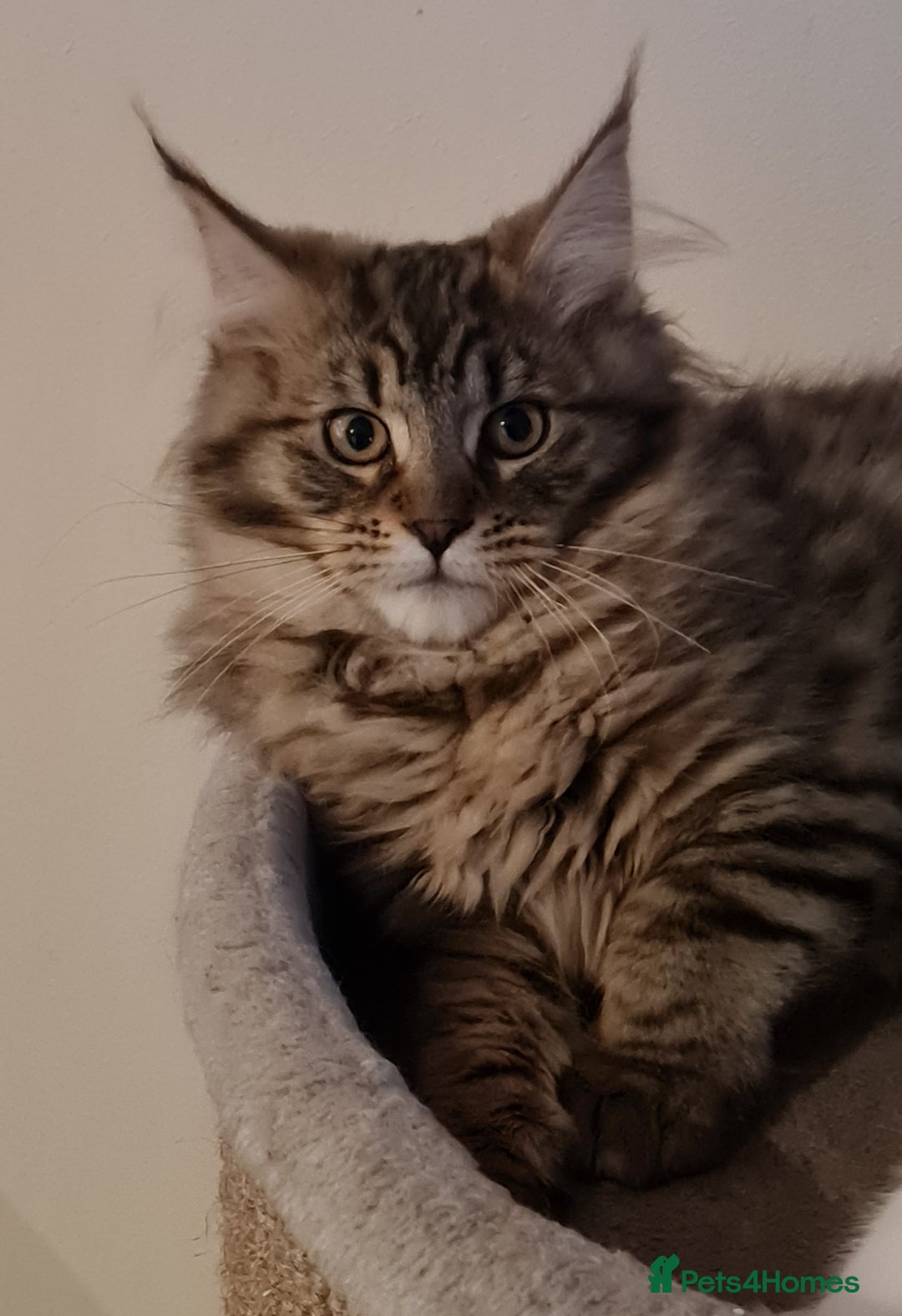 Maine Coon cats for sale: Mainecoon female - Advert 3