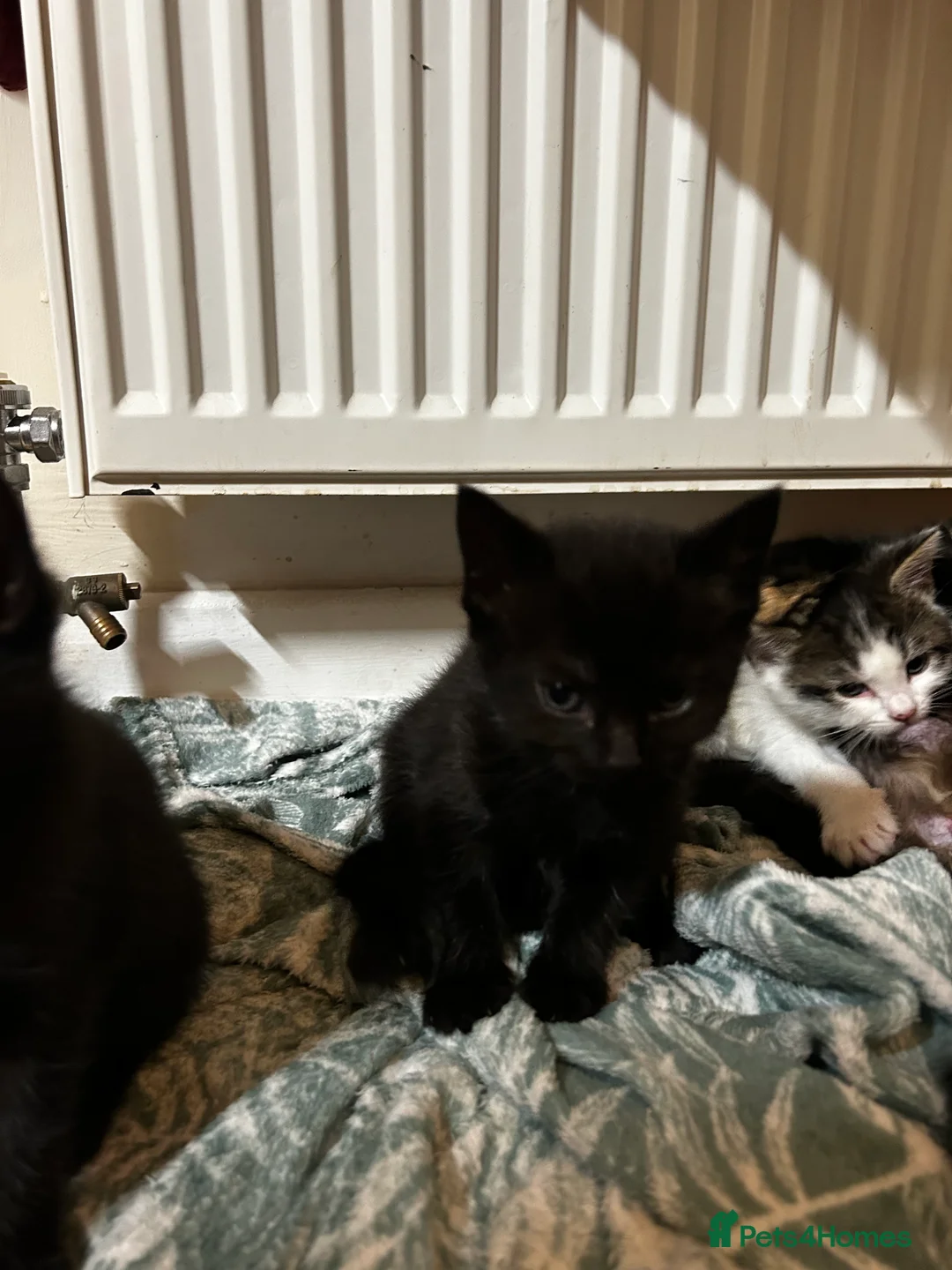 Mixed Breed cats for sale: 2 beautiful kittens for sale £120 each  - Advert 3