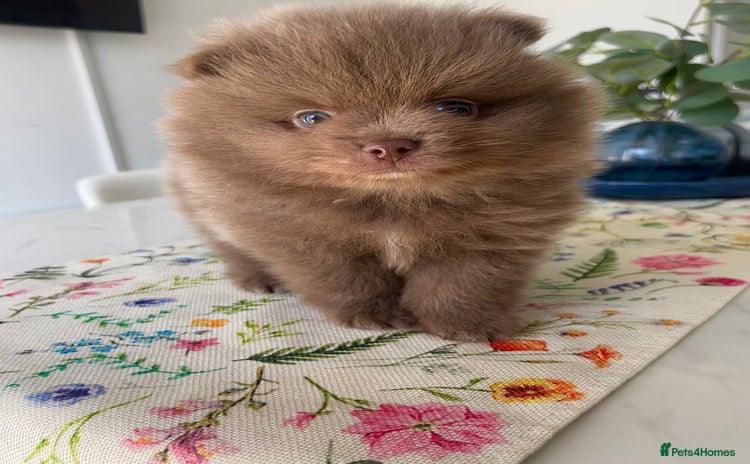 Pomeranian dogs - Advert 6