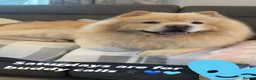 Chow Chow dogs for stud: 🦁 STUD DOG AVAILABLE — Proven Cream Chow Chow - Advert 6