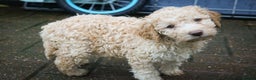 Lagotto Romagnolo dogs for sale: *READY NOW*10 WKS OLD* KC Reg Full Health Tested - Advert 3