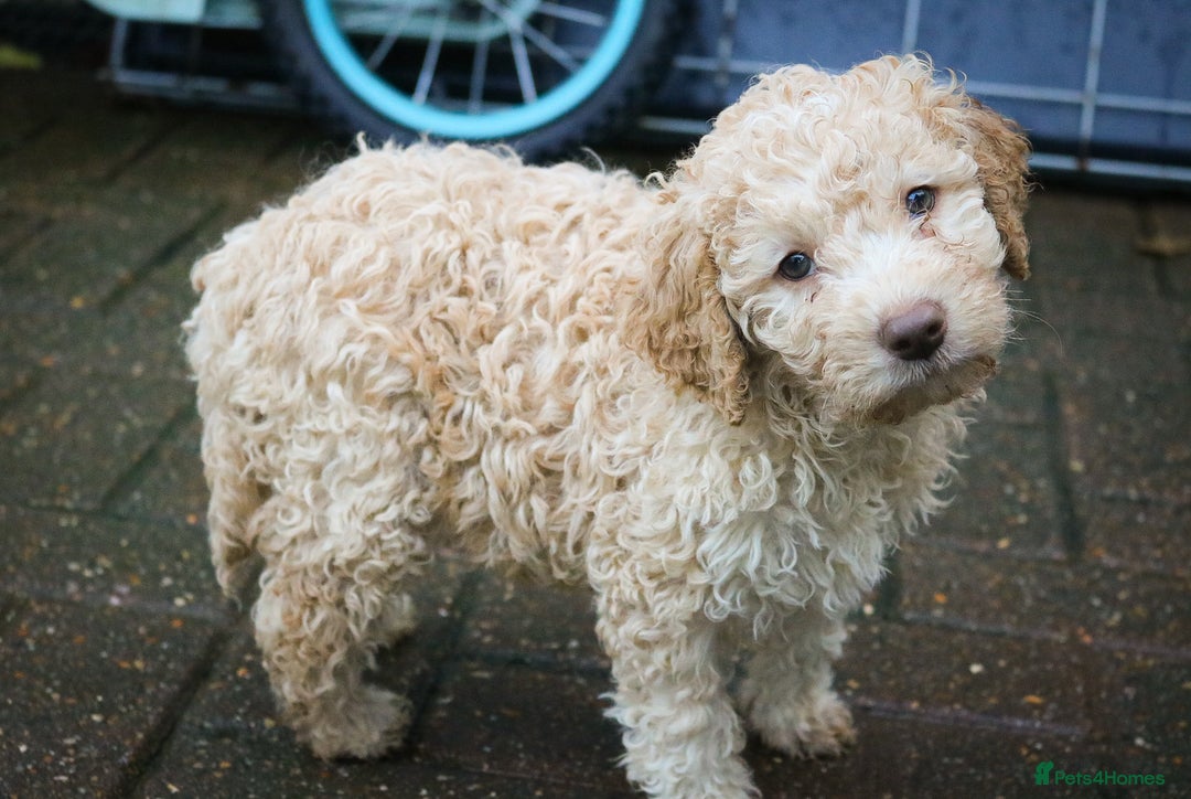 Lagotto Romagnolo dogs for sale: *READY NOW*10 WKS OLD* KC Reg Full Health Tested - Advert 3