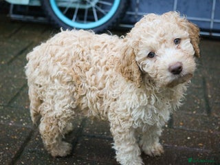 Lagotto Romagnolo dogs *READY NOW* Male Puppies KC Reg Full Health Test - Advert 5
