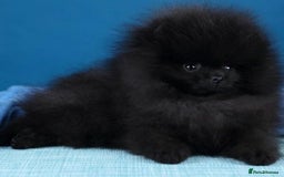 Pomeranian dogs for sale: Outstanding 💖re-available!All info below ⬇️ 35+🏆 - Image 11