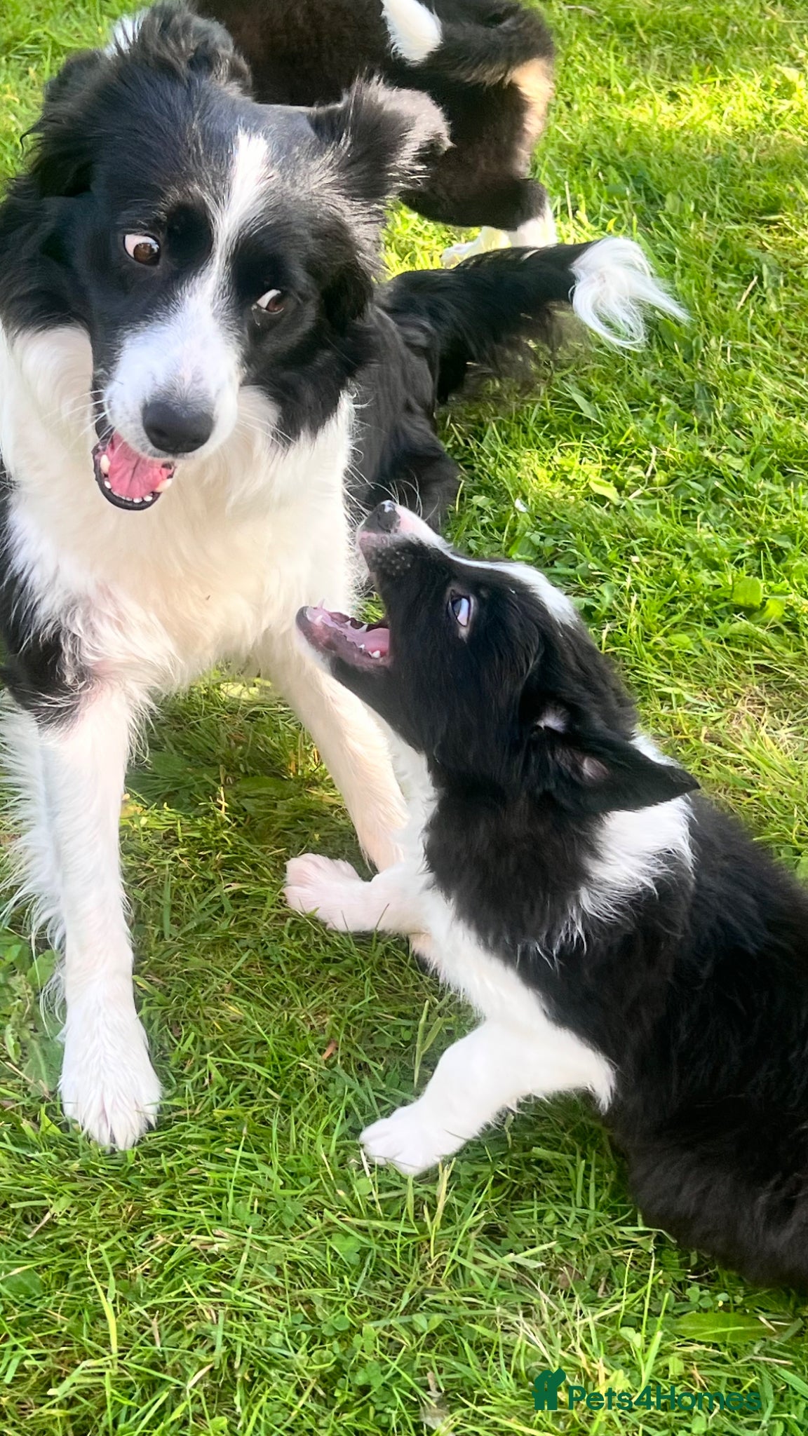 Border Collie dogs KC Reg Border Collie Puppies - Ready 1/06/2026 - Advert 2