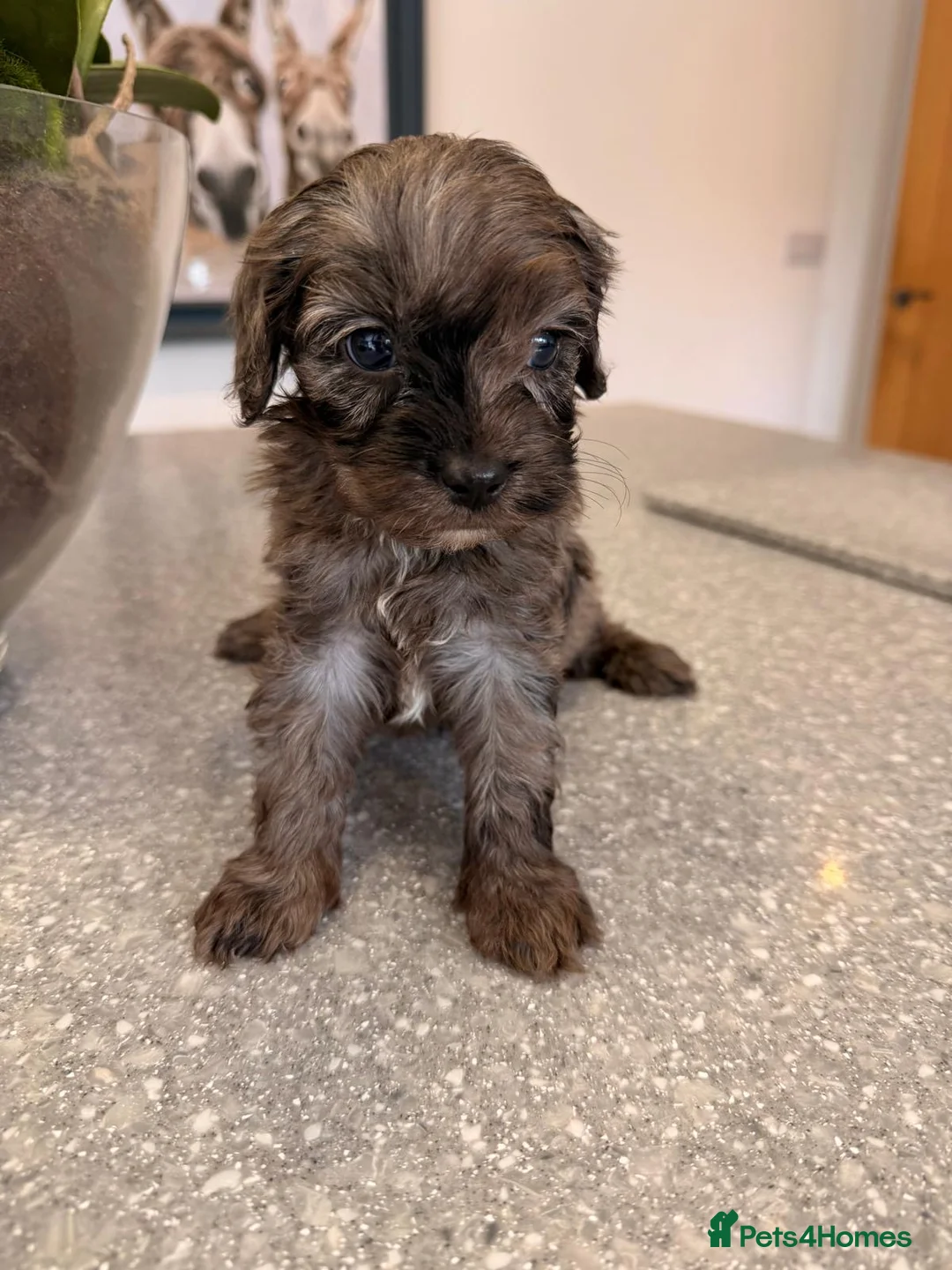 Cavapoo dogs for sale: Stunning Merle Cavapoo Puppies - Advert 2