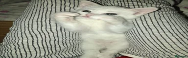 White kitten
