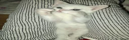 Mixed Breed cats for sale: White Male and stripy/spotty tabby males ready now - Advert 14