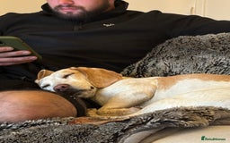 Beagle dogs for sale: Dog for sale - Image 7