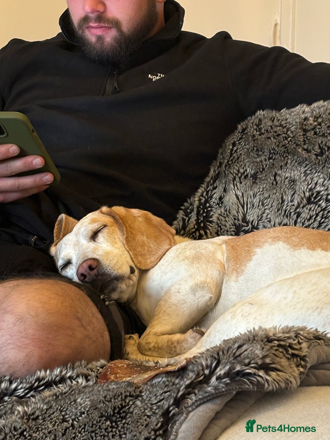 Beagle dogs for sale: Dog for sale - Image 7