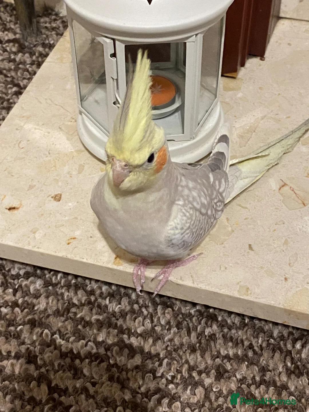 Cockatiels birds for sale: Young lutino cockatiel, semi tamed, 24 weeks old   - Advert 2