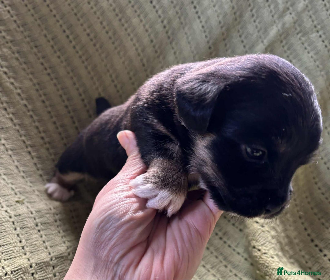 Mixed Breed dogs for sale: Lhasa-JackRussell - Advert 7