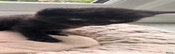 British Shorthair cats for sale: Black kittens 🐈‍⬛  - Advert 4
