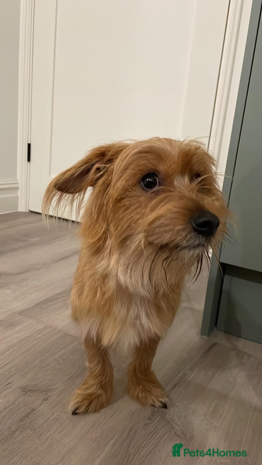 Mixed Breed dogs Sweet Boy-Milo - Advert 5