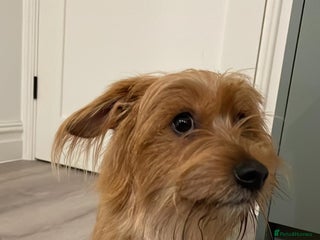 Mixed Breed dogs Sweet Boy-Milo - Advert 1