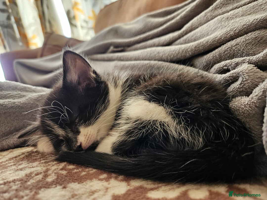 Mixed Breed cats for sale: 4 x kittens for sale - Advert 2