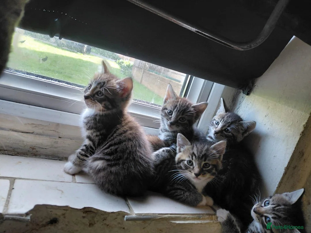 Bengal cats for sale: Bengal Kittens for Sale in Pinner - Advert 2