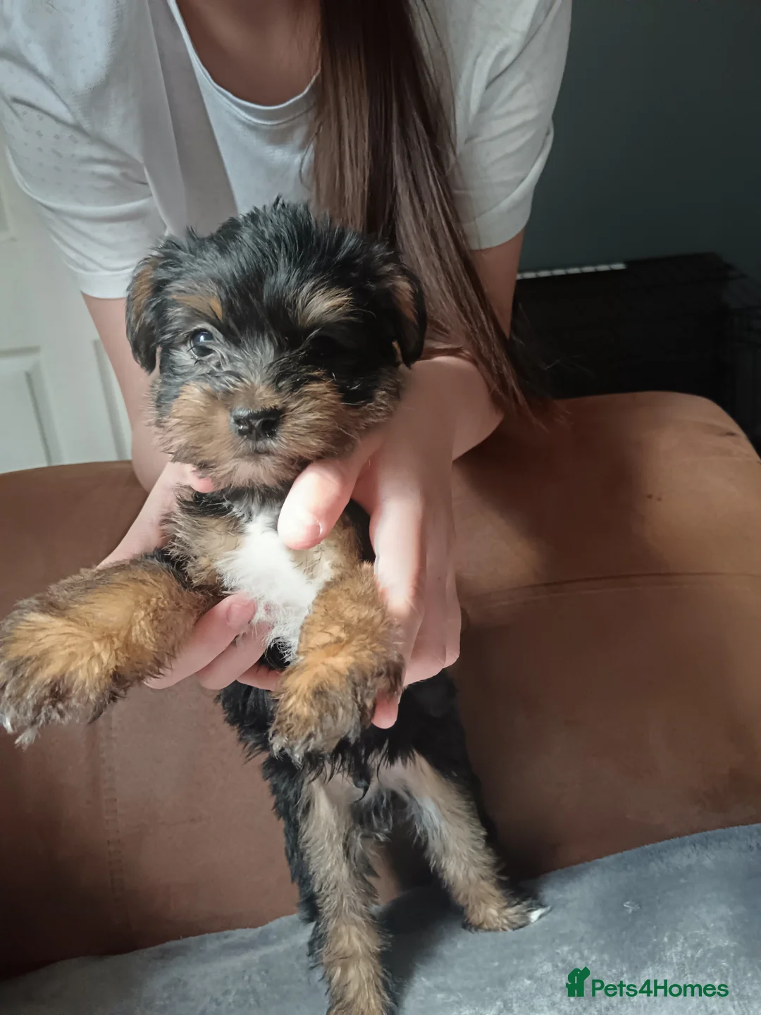 Yorkshire Terrier dogs for sale: Yorkshire terrier puppies  - Advert 1