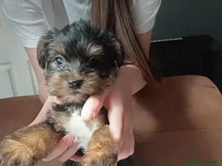 Yorkshire Terrier dogs Yorkshire terrier puppies - Advert 2