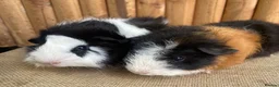 Guinea Pig rodents for sale: Baby boys  - Advert 3