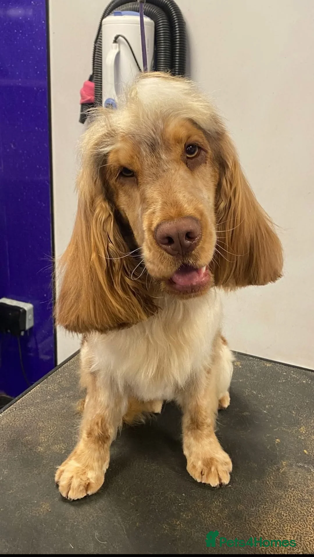 Cocker Spaniel dogs for stud: KC reg show cocker spaniel, proven health tested  - Advert 9