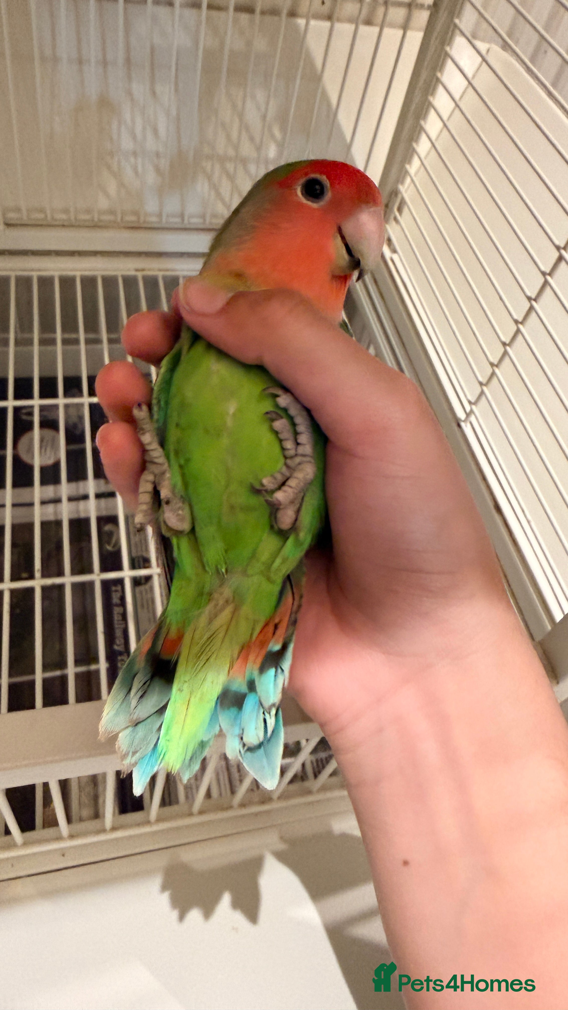 Lovebirds birds Love birds - Advert 2