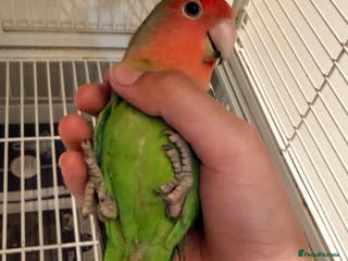 Lovebirds birds Love birds - Advert 2