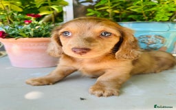Miniature Dachshund dogs for stud: Dapple Piebald Stud 💫 carrying  cream   in Epsom - Image 30