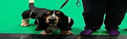 Basset Hound dogs for stud: Health Tested & Proven Basset Hound for Stud in Daventry - Advert 3
