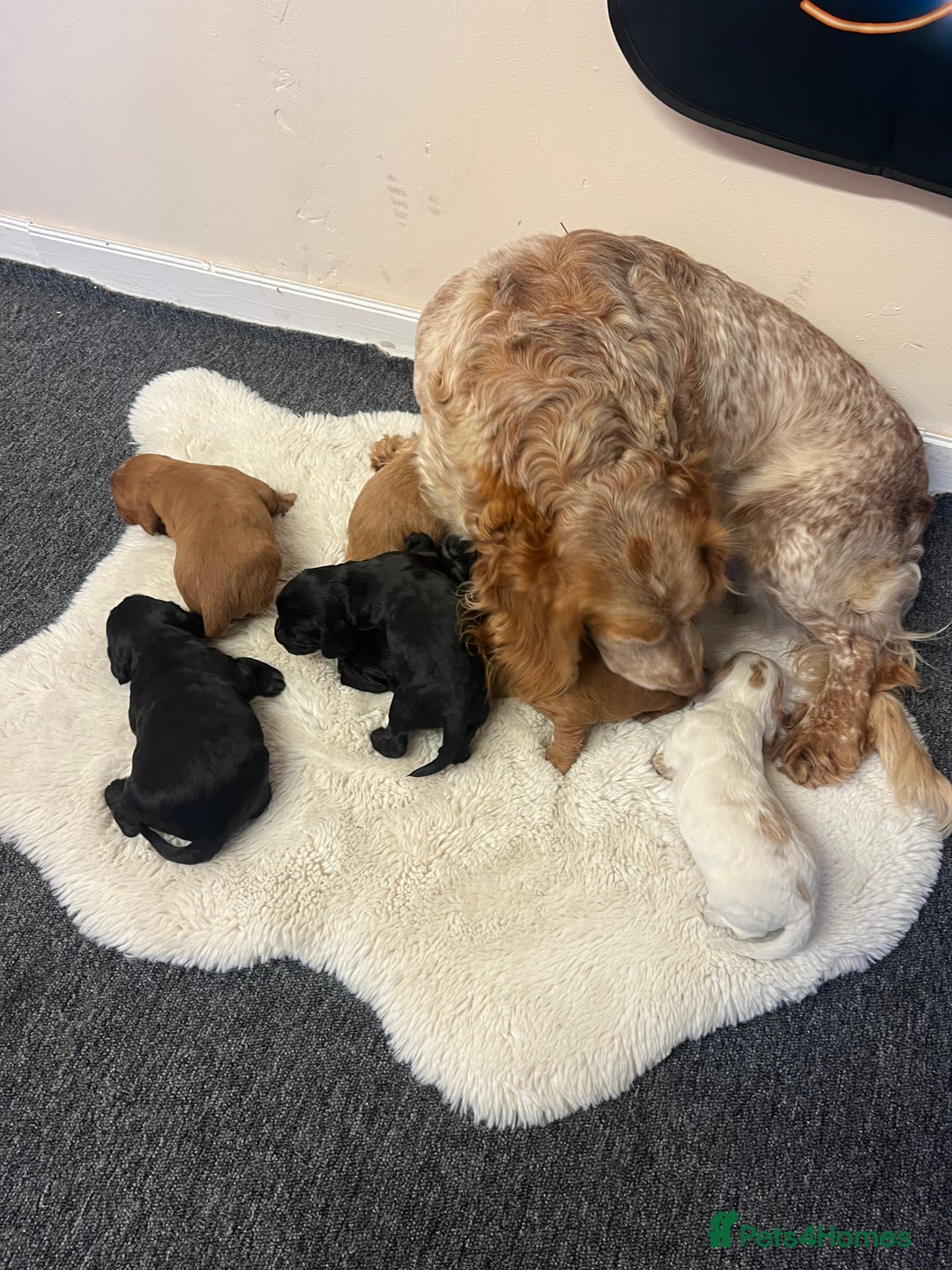 Cocker Spaniel dogs for sale: 8 beautiful cocker spaniel puppy’s  - Advert 5