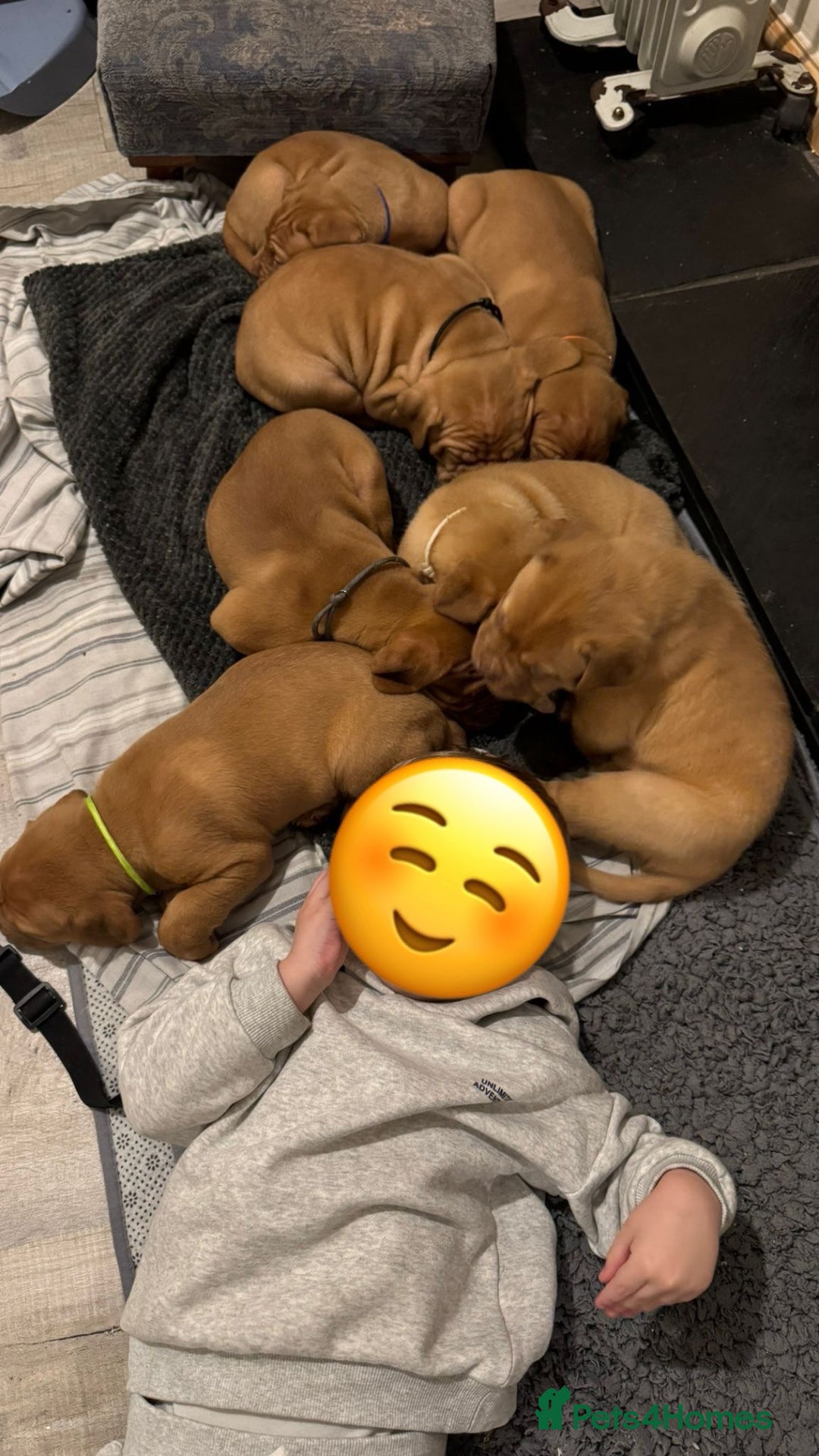 Dogue De Bordeaux dogs for sale: Dogue de Bordeaux pups for sale - Advert 27
