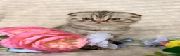 Scottish Fold cats for sale: Adorable Scottish Fold Kittens - Advert 5