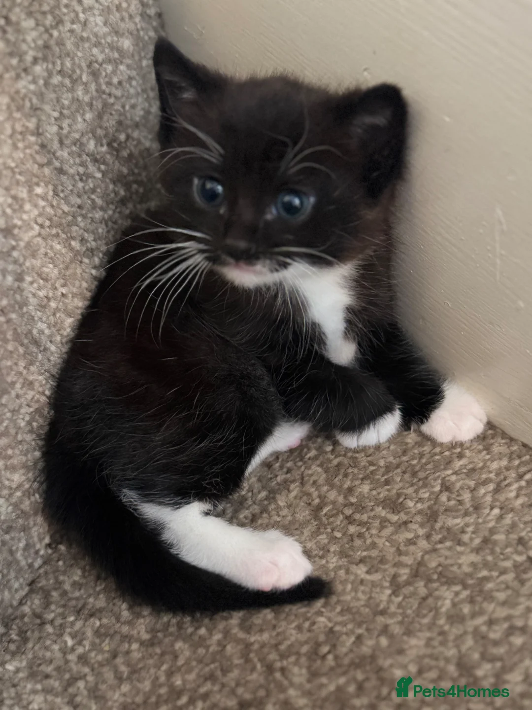 Mixed Breed cats for sale: Male kitten  - Advert 5