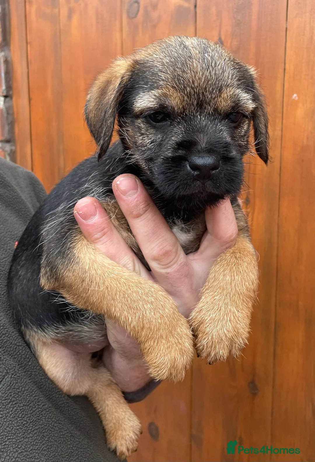 Border Terrier dogs for sale: Quality Border Terrier Puppy - Advert 4